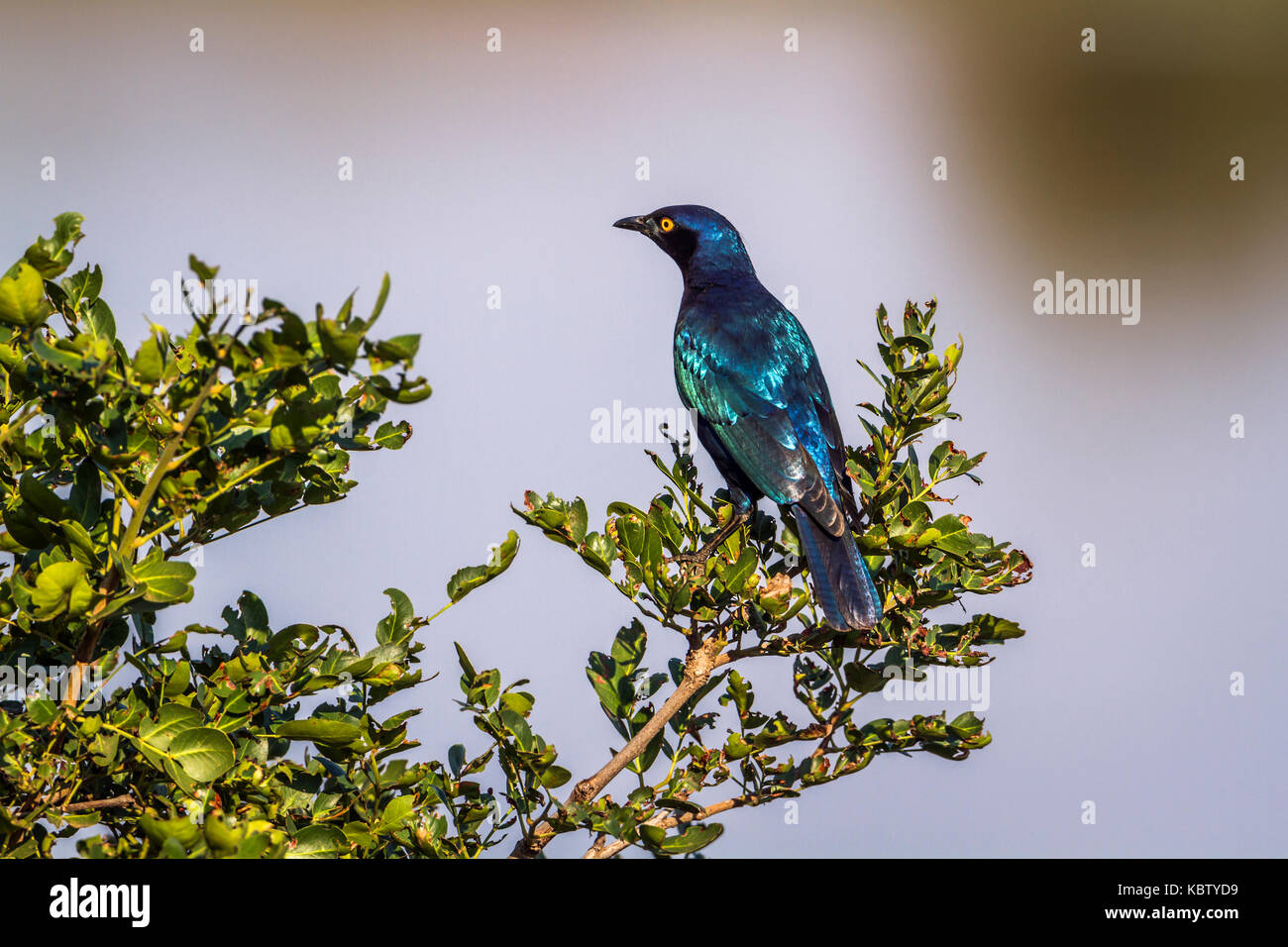 Greater blue-eared glossy-starling in Kruger national park, South Africa ; Specie Lamprotornis chalybaeus family of Sturnidae Stock Photo