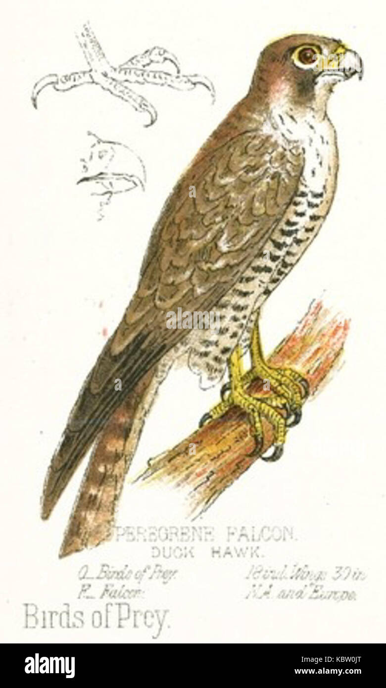 Peregrine Falcon Drawing Stock Photo 162203856 Alamy