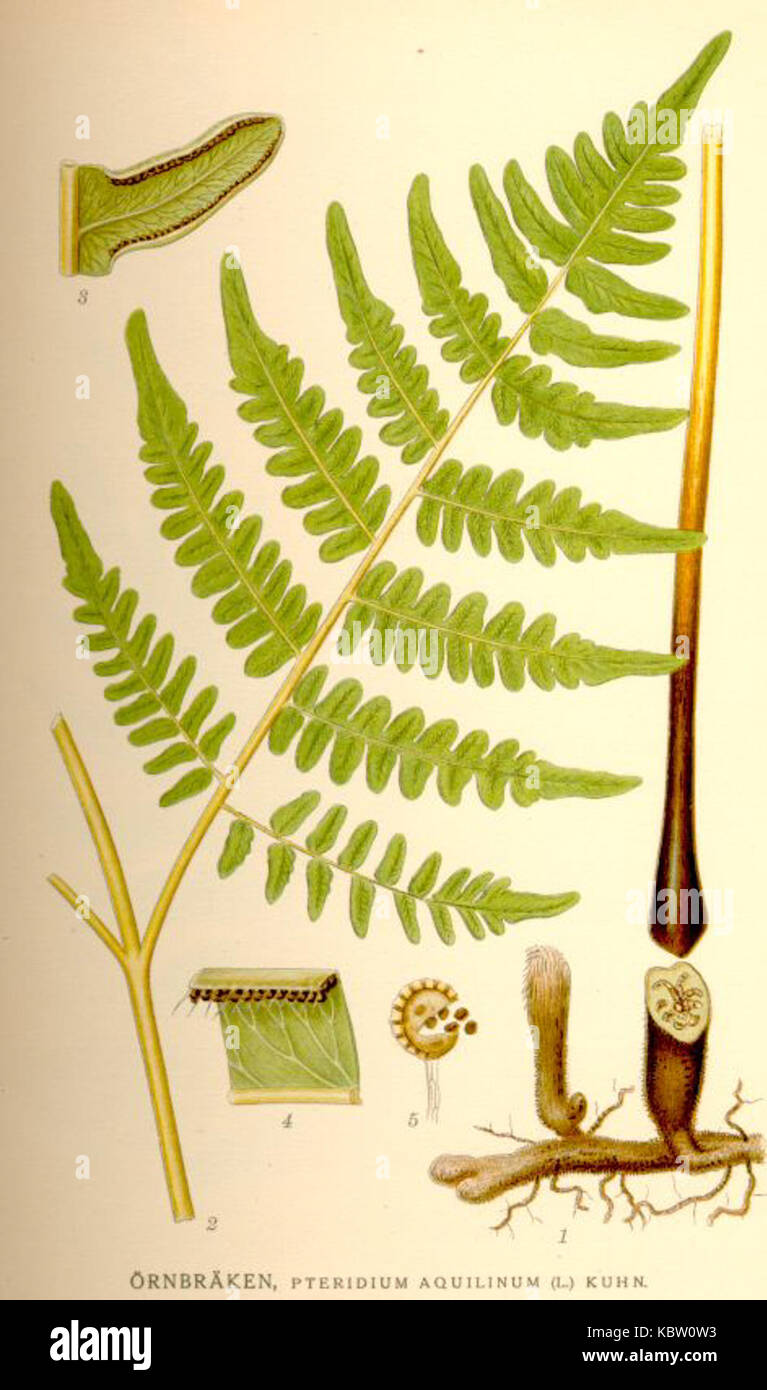 Triangular Blade Fern Various fern fronds hi-res stock photography and images - Alamy