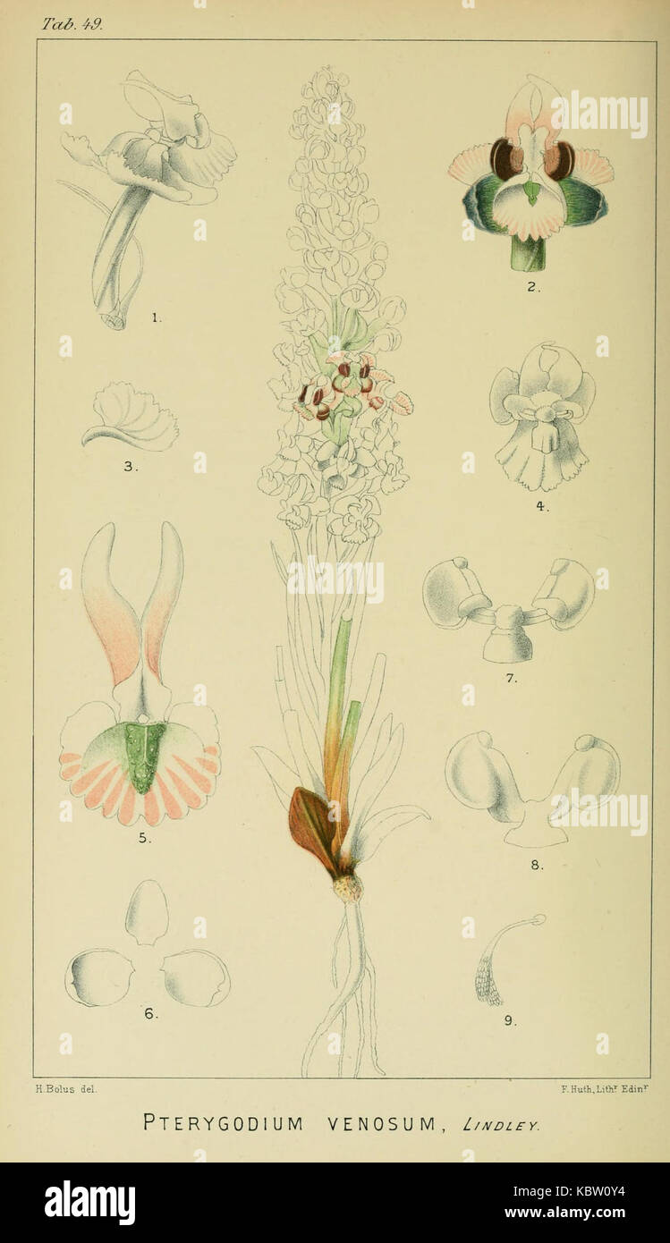 Pterygodium venosum   Harry Bolus   Orchids of South Africa   volume I tab. 49 (1896) Stock Photo