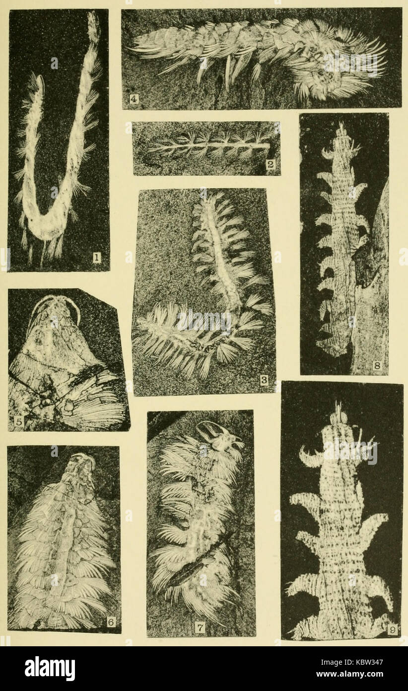 Walcott Cambrian Geology and Paleontology II plate 23 Stock Photo Alamy