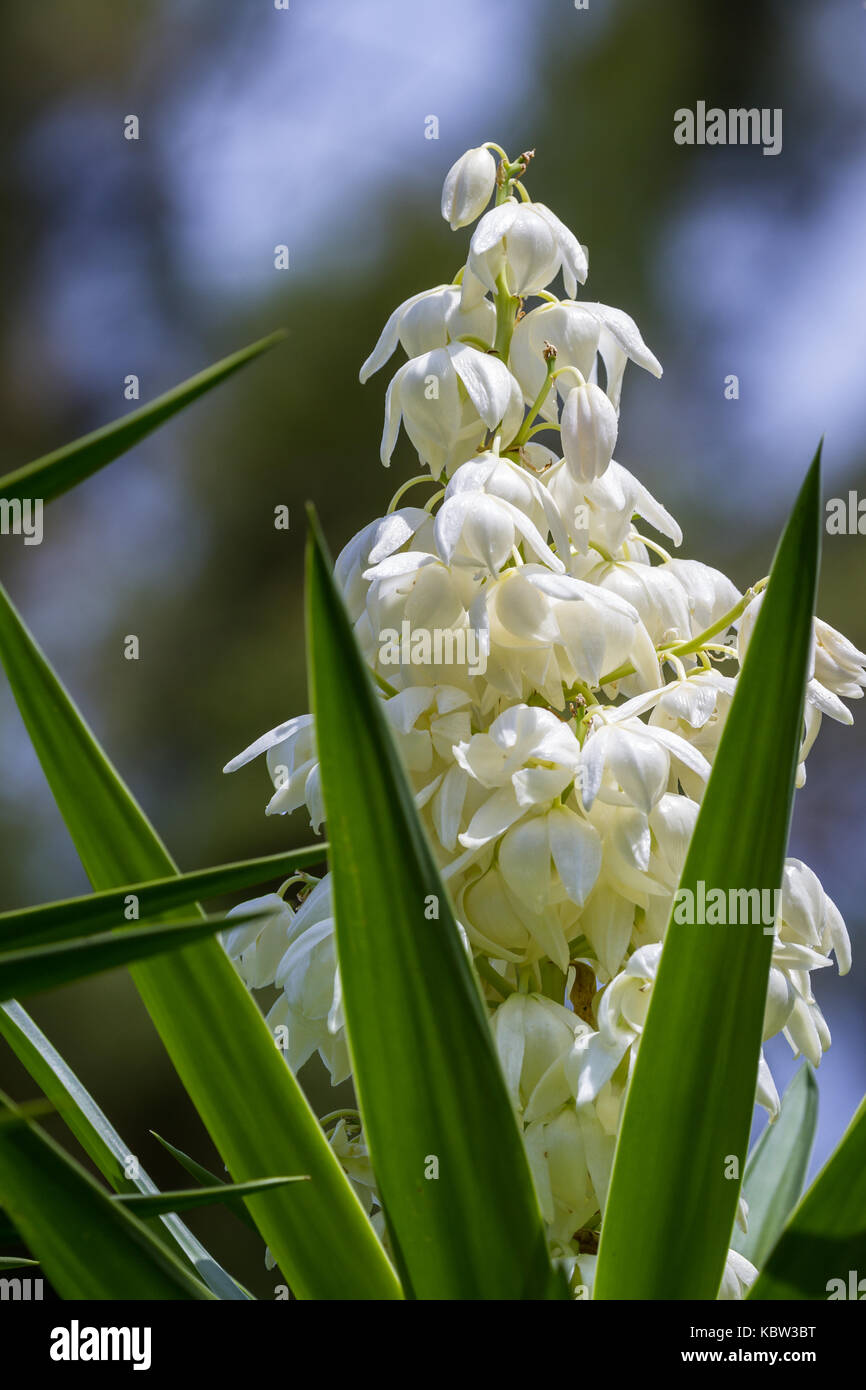 common plant in Central America the Yucca Gigantea or Itabo is used as an ingredient with a bitter flavor, close cup of the bloom here with a natural  Stock Photo