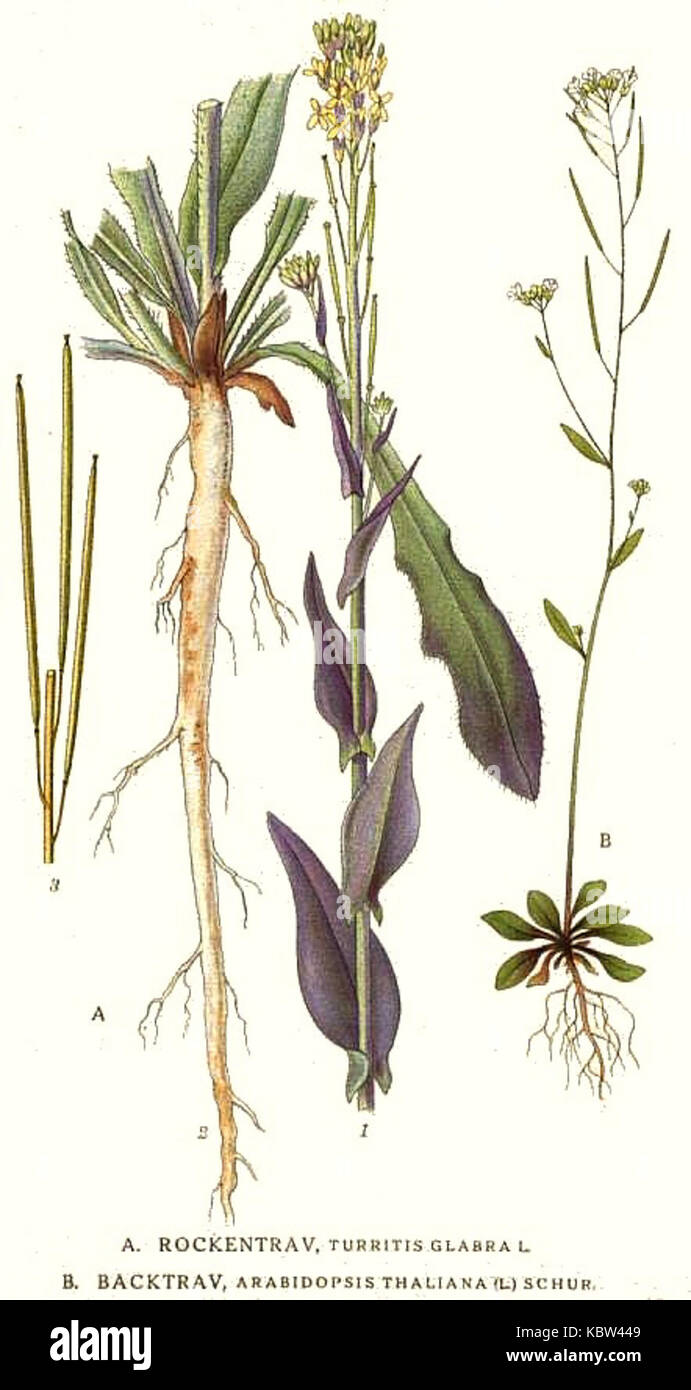 194 Arabidopsis thaliana, Turritis glabra Stock Photo
