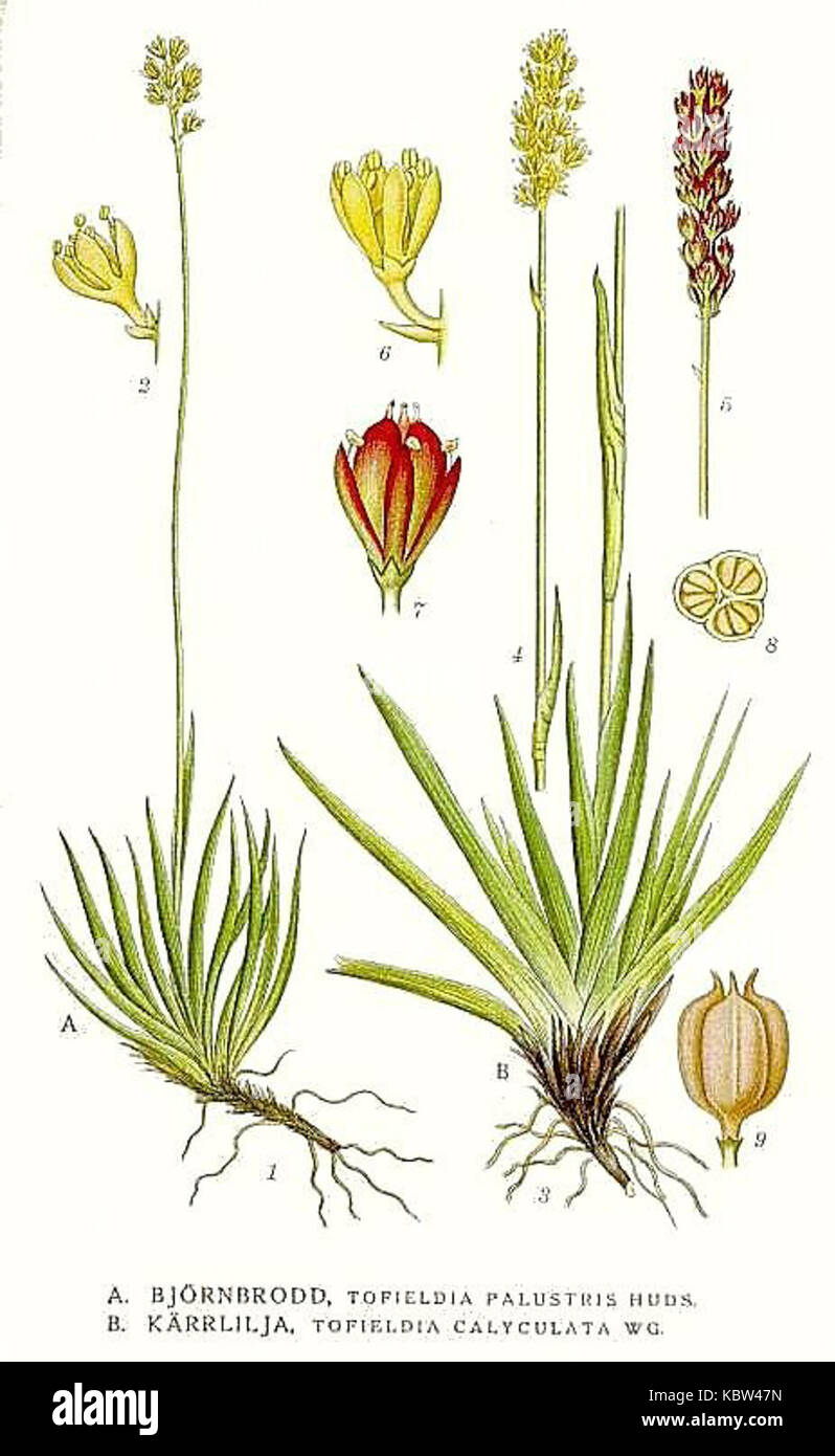 395 Tofieldia palustris, Tofieldia calyculata Stock Photo