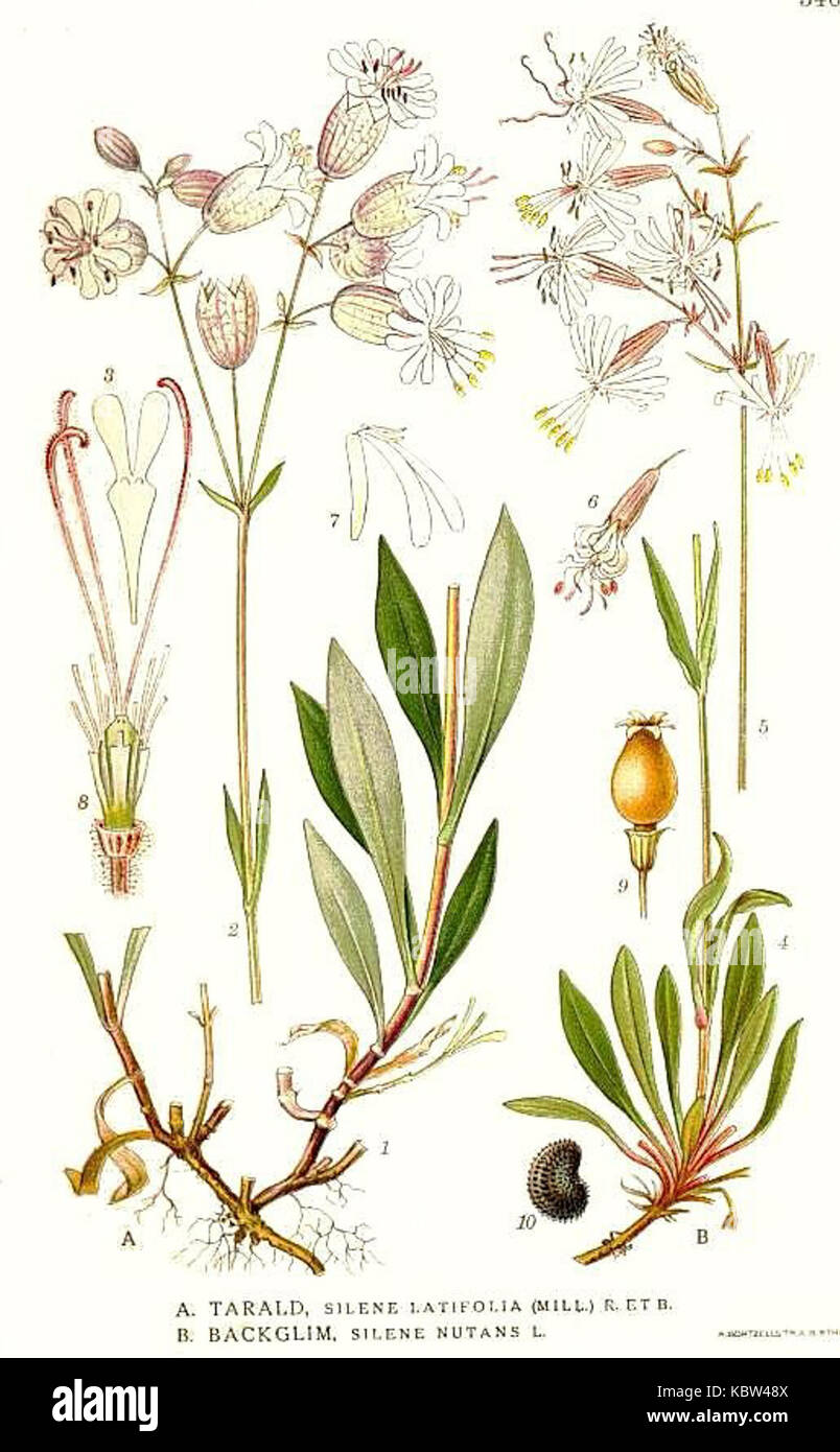 340 Silene latifolia, Silene nutans Stock Photo
