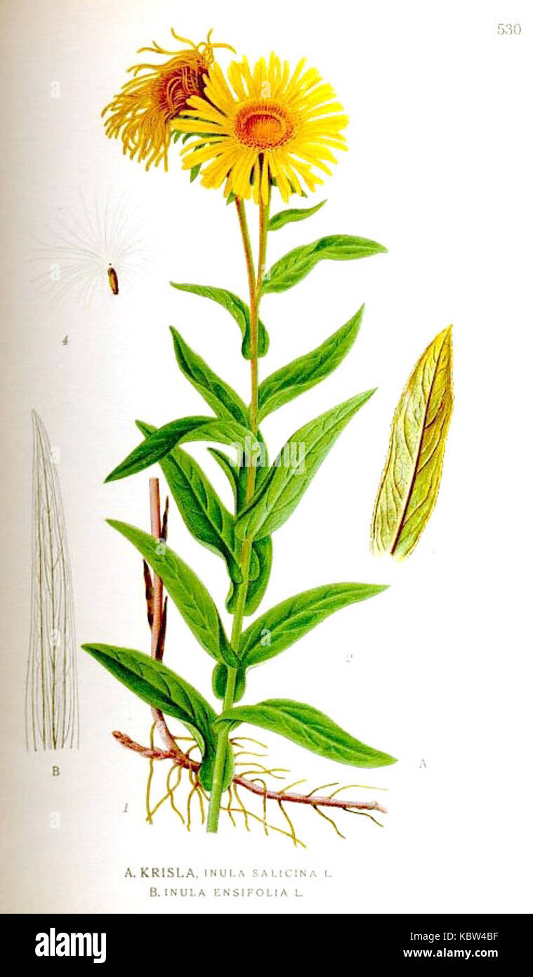 530 Inula salicina, I. ensifolia Stock Photo