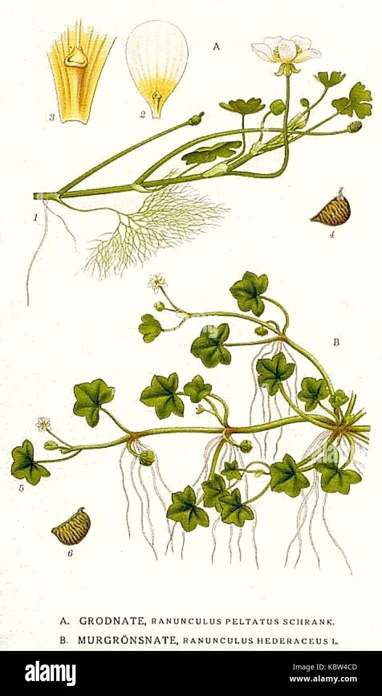 167 Ranunculus peltatus, Ranunculus hederaceus Stock Photo