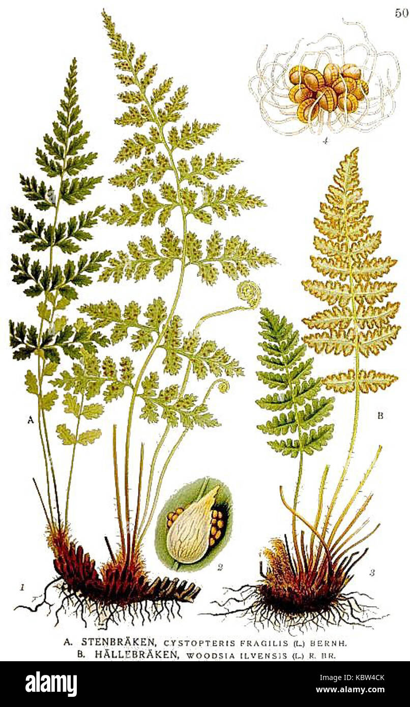 503 Woodsia ilvensis, Cystopteris fragilis Stock Photo - Alamy