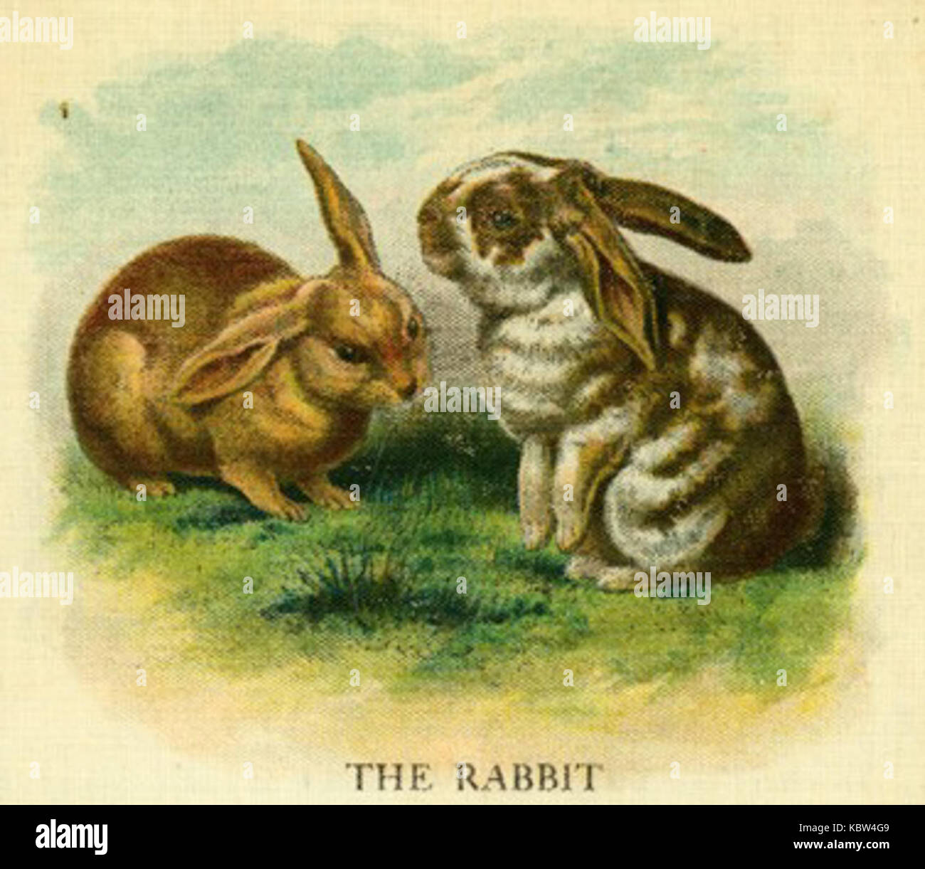 A Pair of Rabbits Stock Photo - Alamy