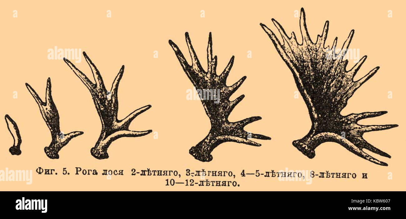 Олень с ветвистыми рогами. Рога у самок оленя. Структура оленьего рога. Рога молодого оленя. Олень с ветвистыми рогами.