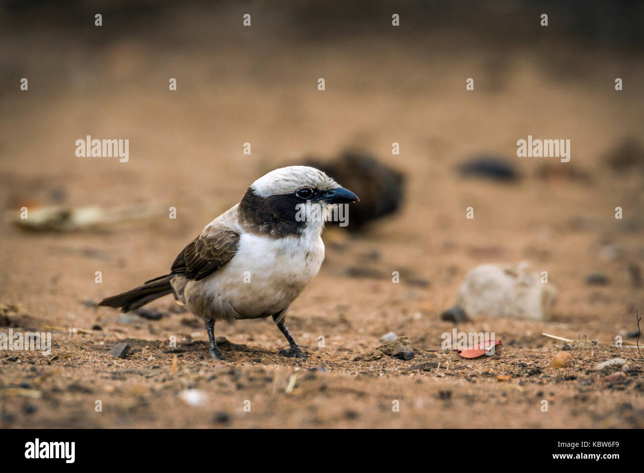 White-crowned shrike in Kruger national park, South Africa ;Specie Eurocephalus anguitimens family of Laniidae Stock Photo