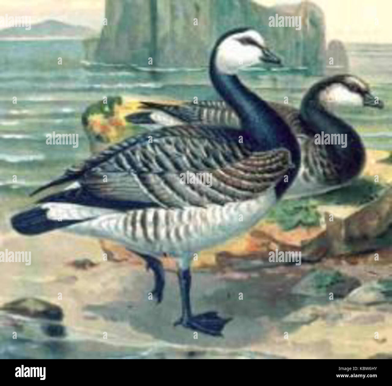 canada goose altes logo canada goose altes logo