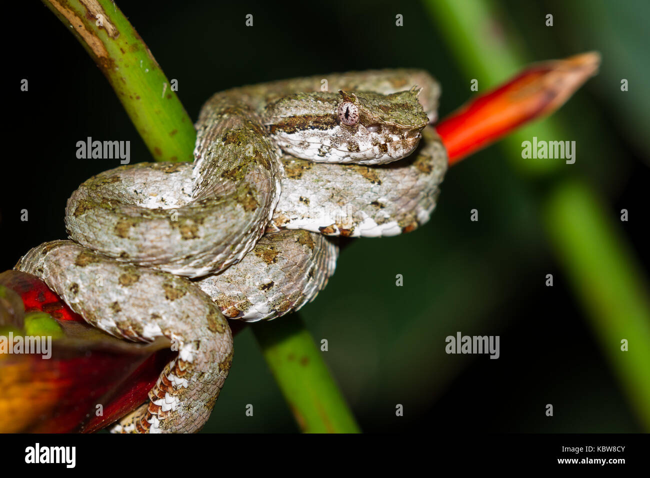 Close up of a eyelash viper wrapped around a tropical flower in Costa Rica Stock Photo