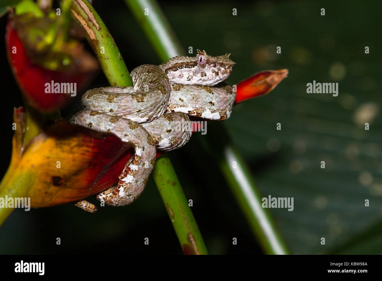 Close up of a eyelash viper wrapped around a tropical flower in Costa Rica Stock Photo