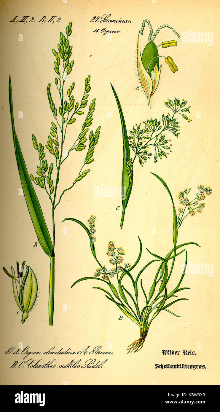Coleanthus subtilis Thome Stock Photo Alamy