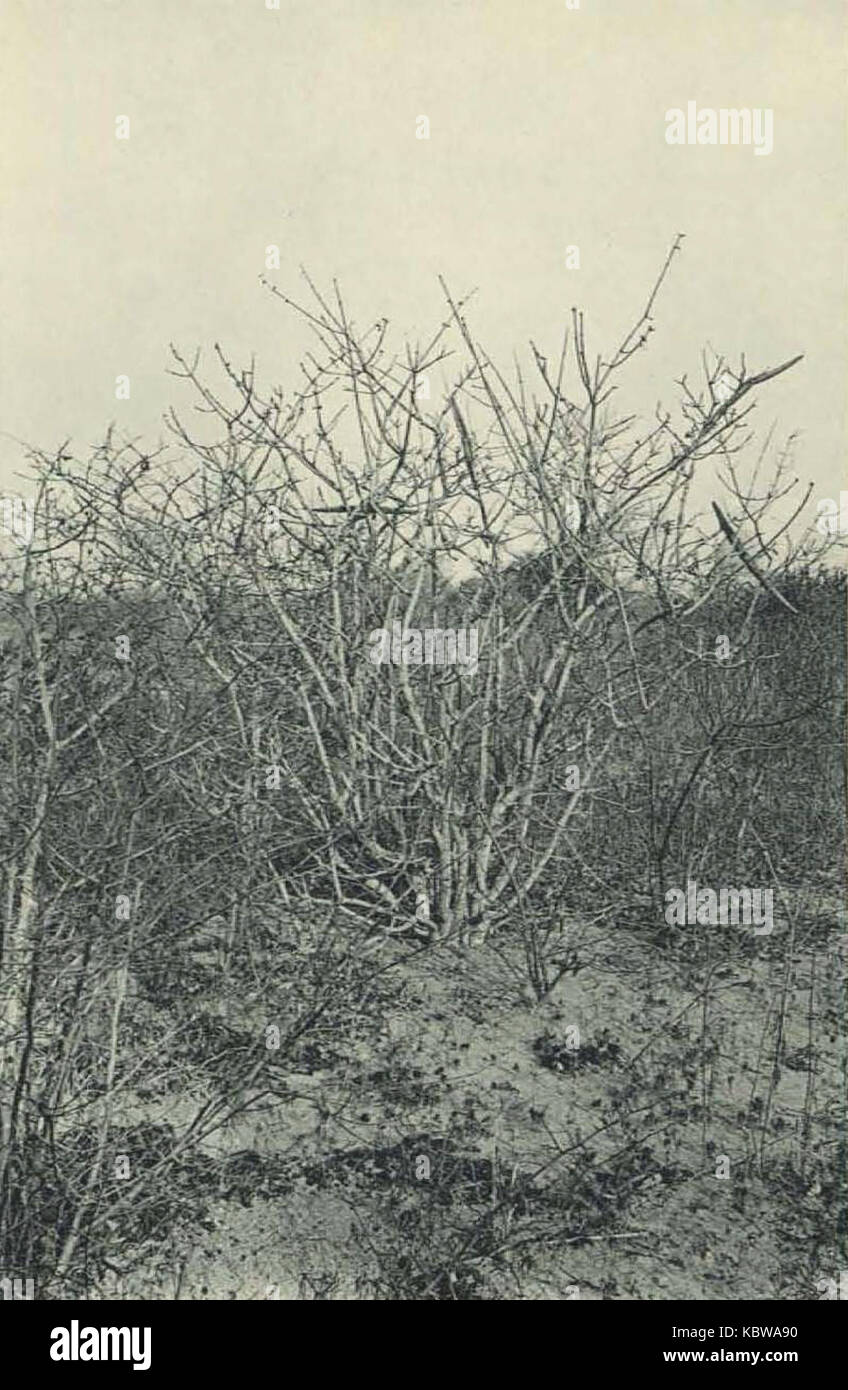 Deutsch Ostafrika, Zentrales Steppengebiet (Busse)   Tafel 43(2)   Strophanthus eminii Stock Photo