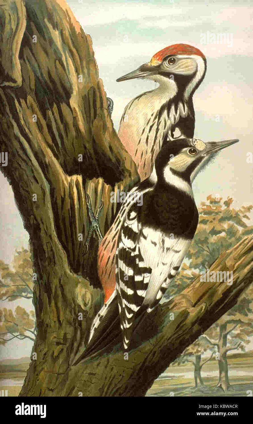 Dendrocopos leucotos NAUMANN Stock Photo Alamy