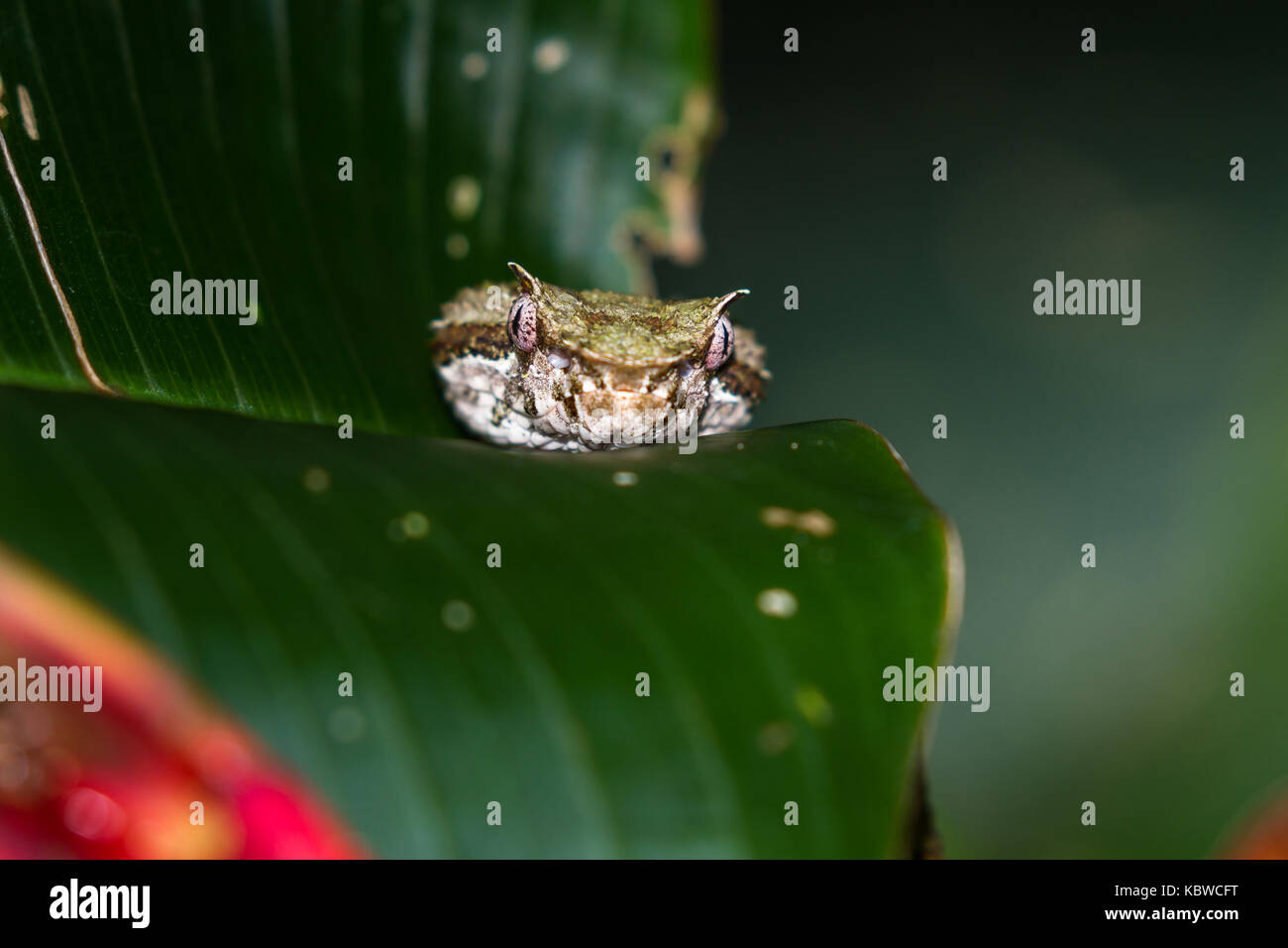 Close up of a eyelash viper crawling on a broad green leaf in Costa Rica Stock Photo