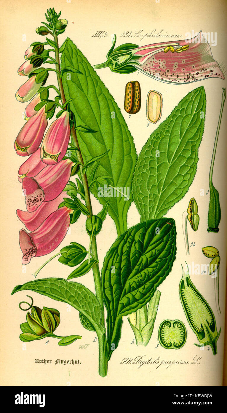 Foxglove botanical illustration hi-res stock photography and