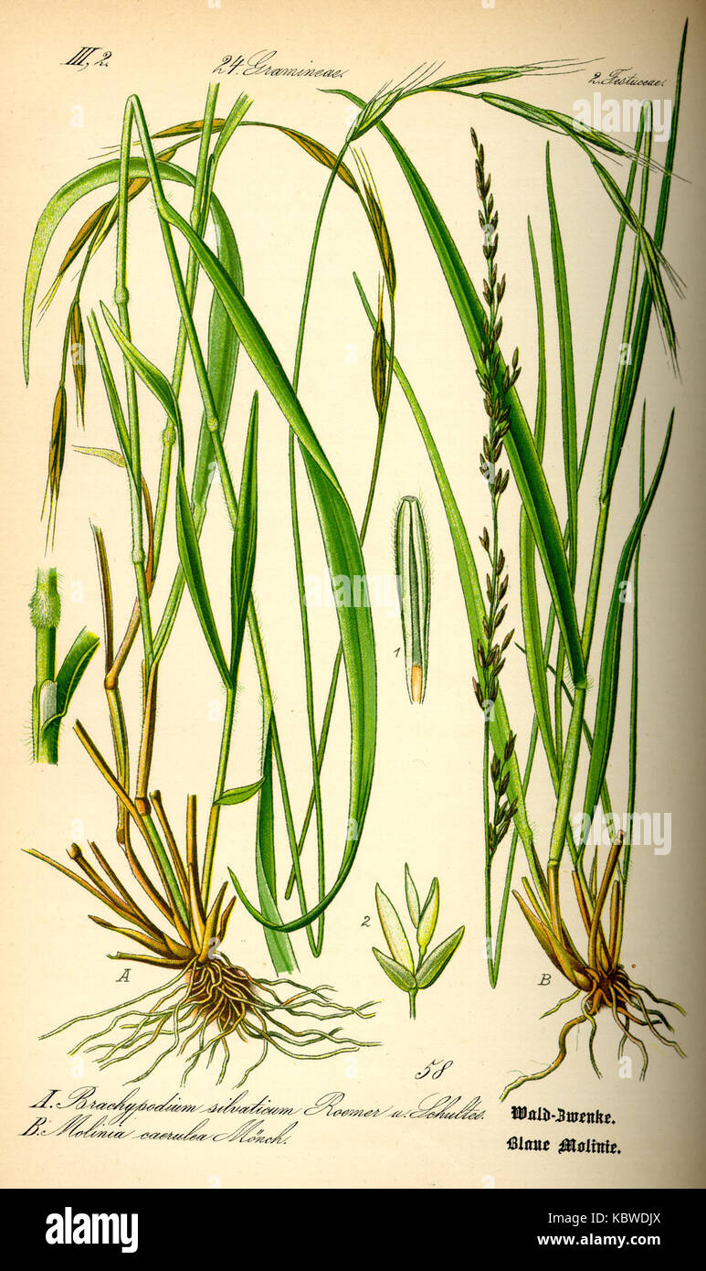 Illustration Molinia caerulea0 Stock Photo - Alamy