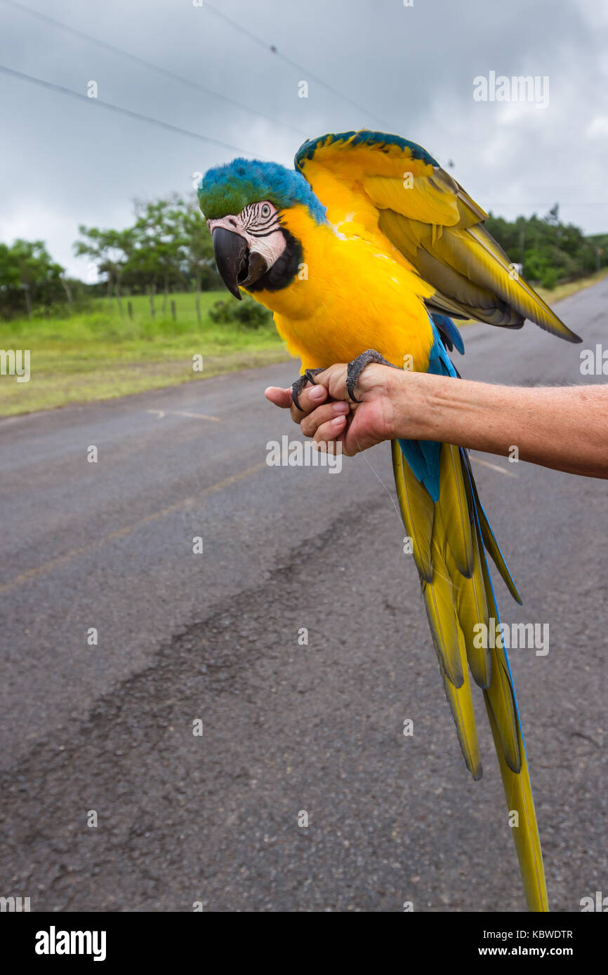 Blue and gold macaw hi-res stock photography and images - Alamy - Aztec Gold Bought Macaw Large Window