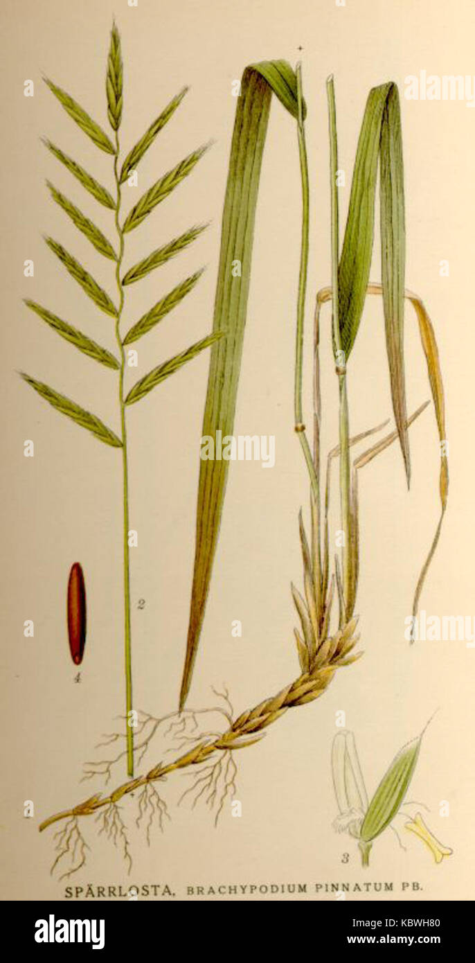Nordens flora Brachypodium pinnatum Stock Photo