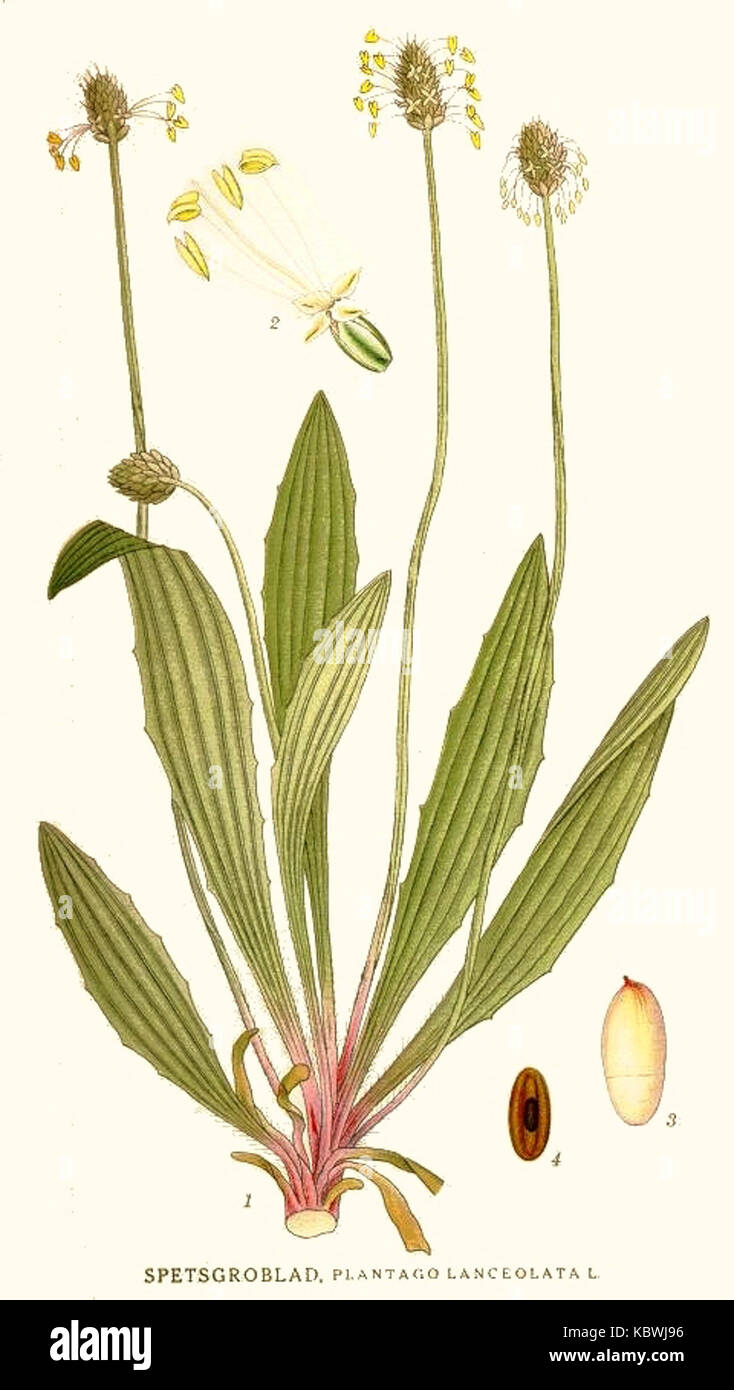 Plantago lanceolata Nordens Flora Stock Photo