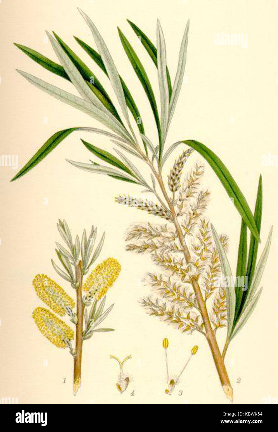 Salix viminalis korgvide Stock Photo