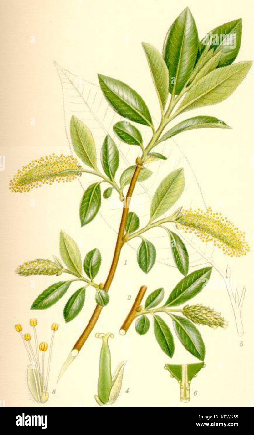 Salix pentandra jolster Stock Photo