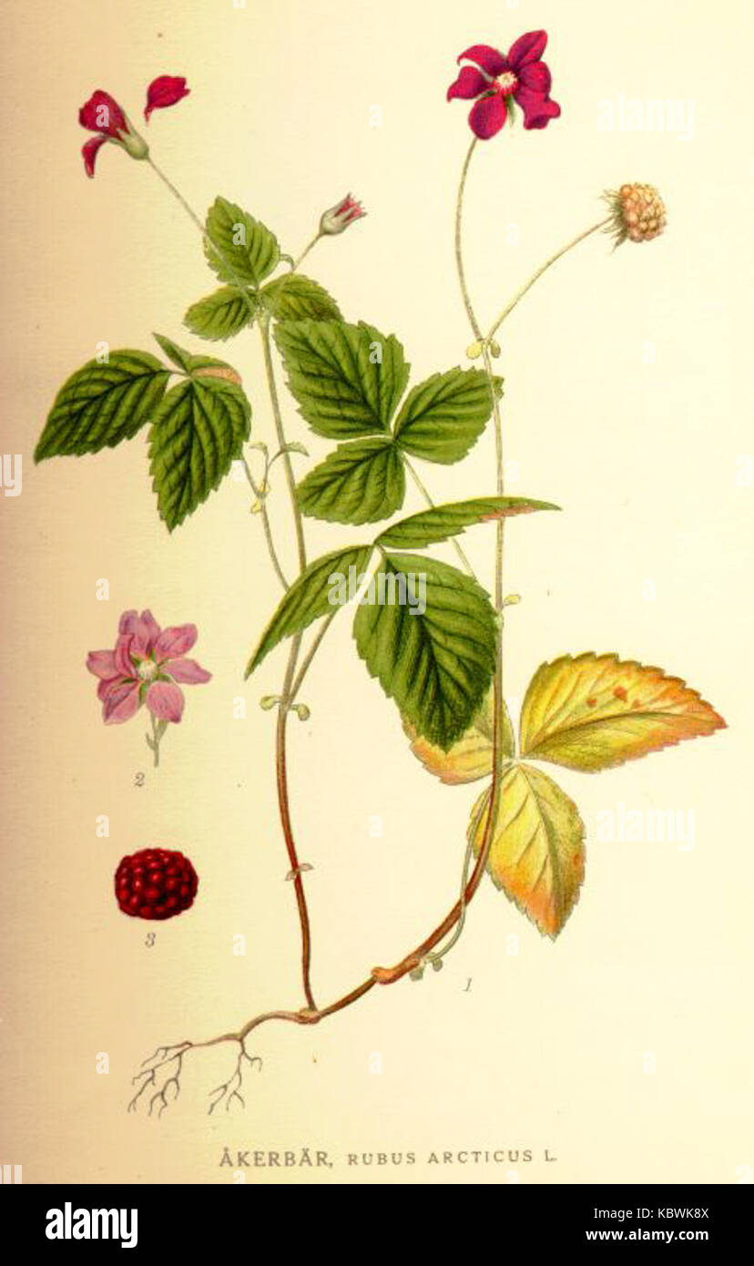Rubus arcticus Stock Photo