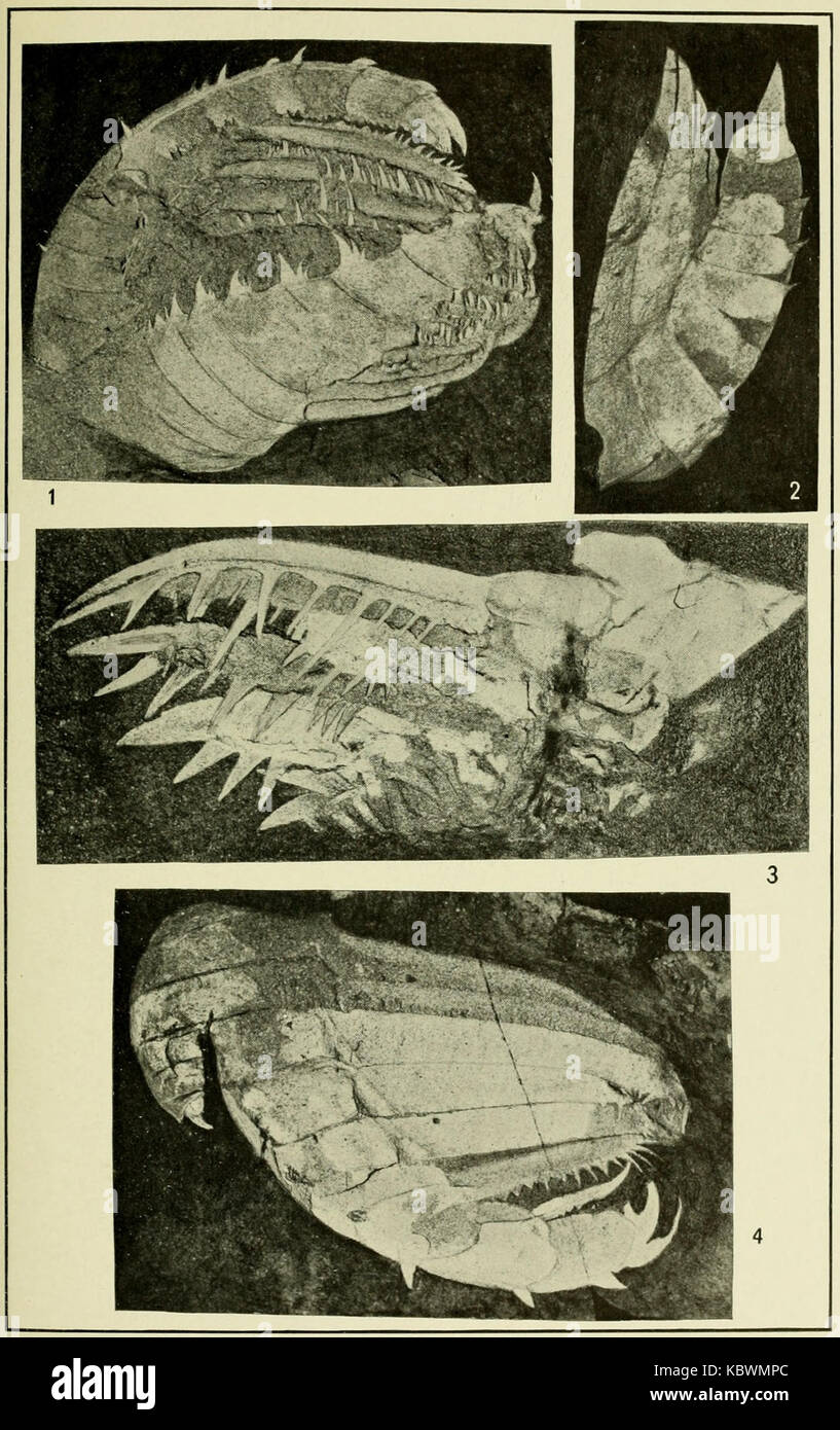 Walcott Cambrian Geology and Paleontology II plate 04 Stock Photo Alamy