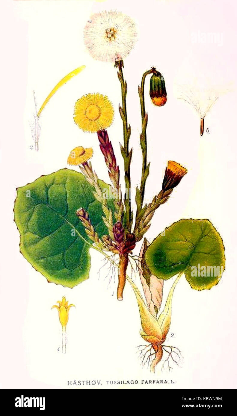 23 Tussilago farfara Stock Photo