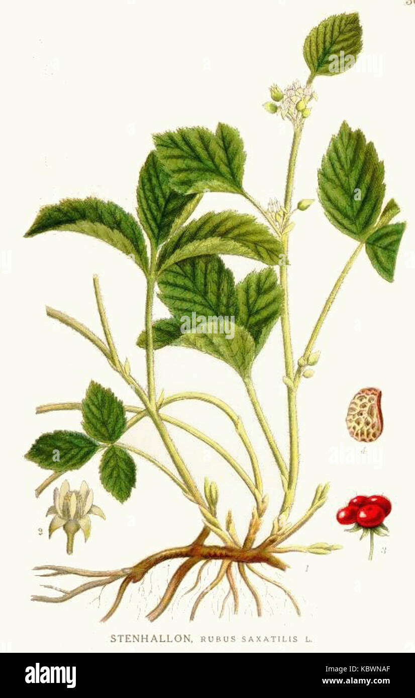 309 Rubus saxatilis Stock Photo
