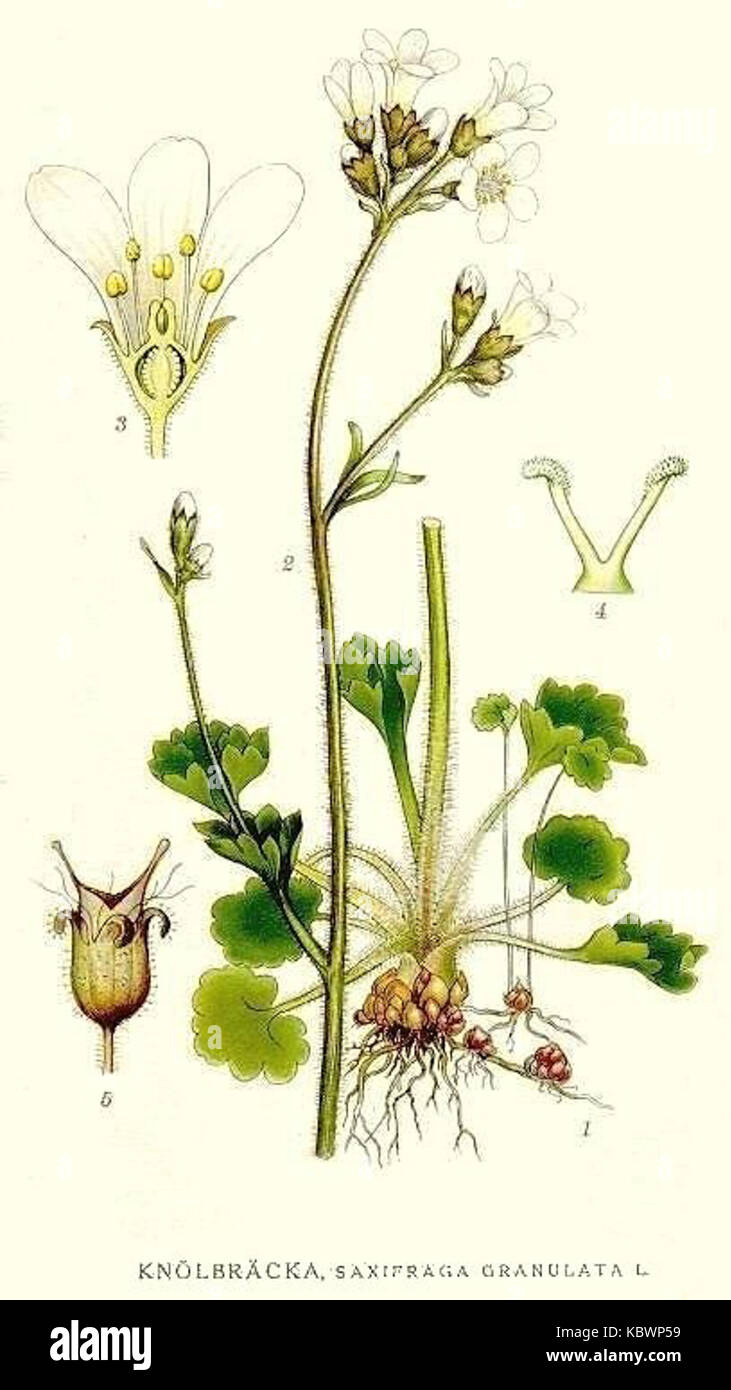 273 Saxifraga granulata Stock Photo - Alamy