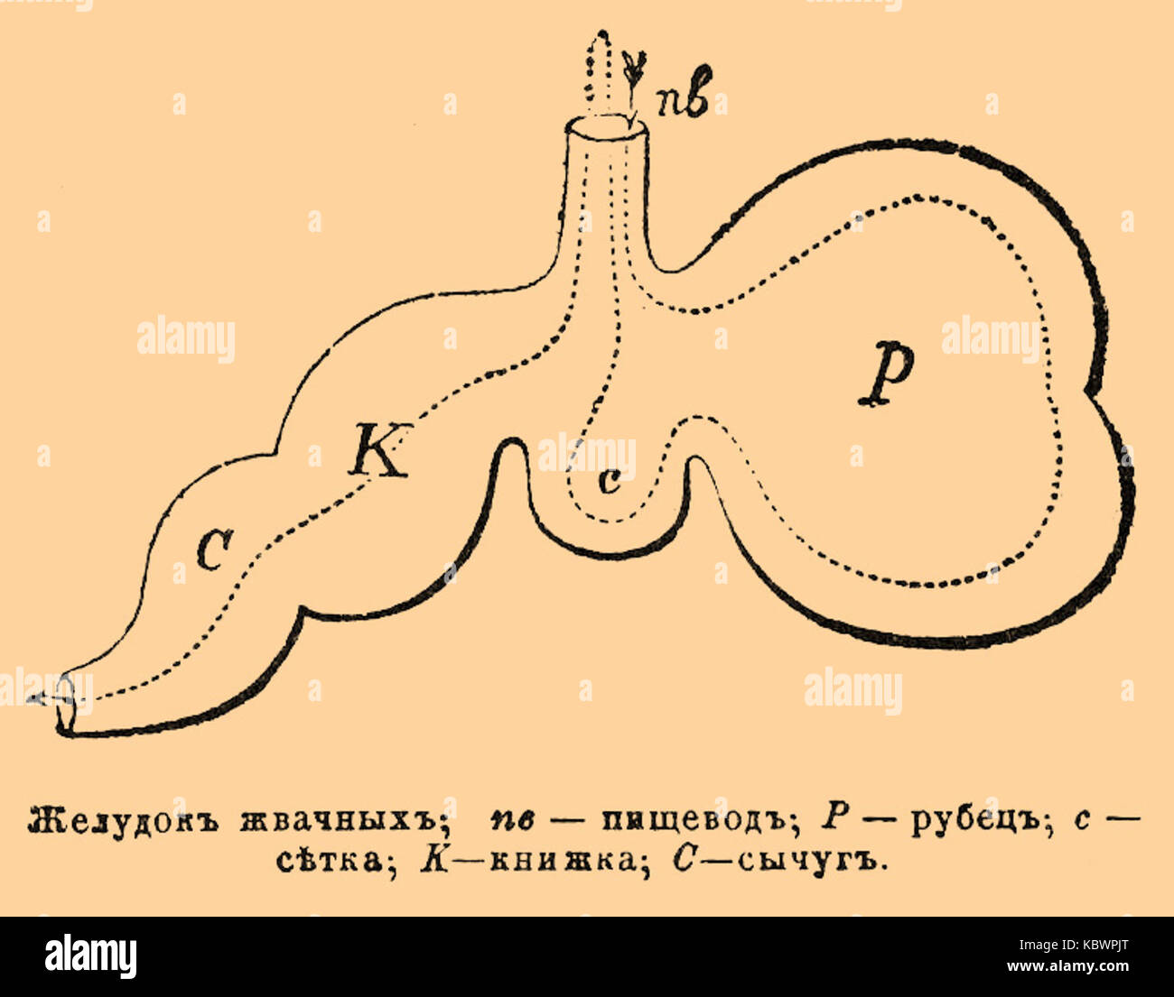 Рубец и сычуг. Строение желудка жвачных животных. Многокамерный желудок коровы схема. Желудок жвачных схема. Строение желудка коровы схема.