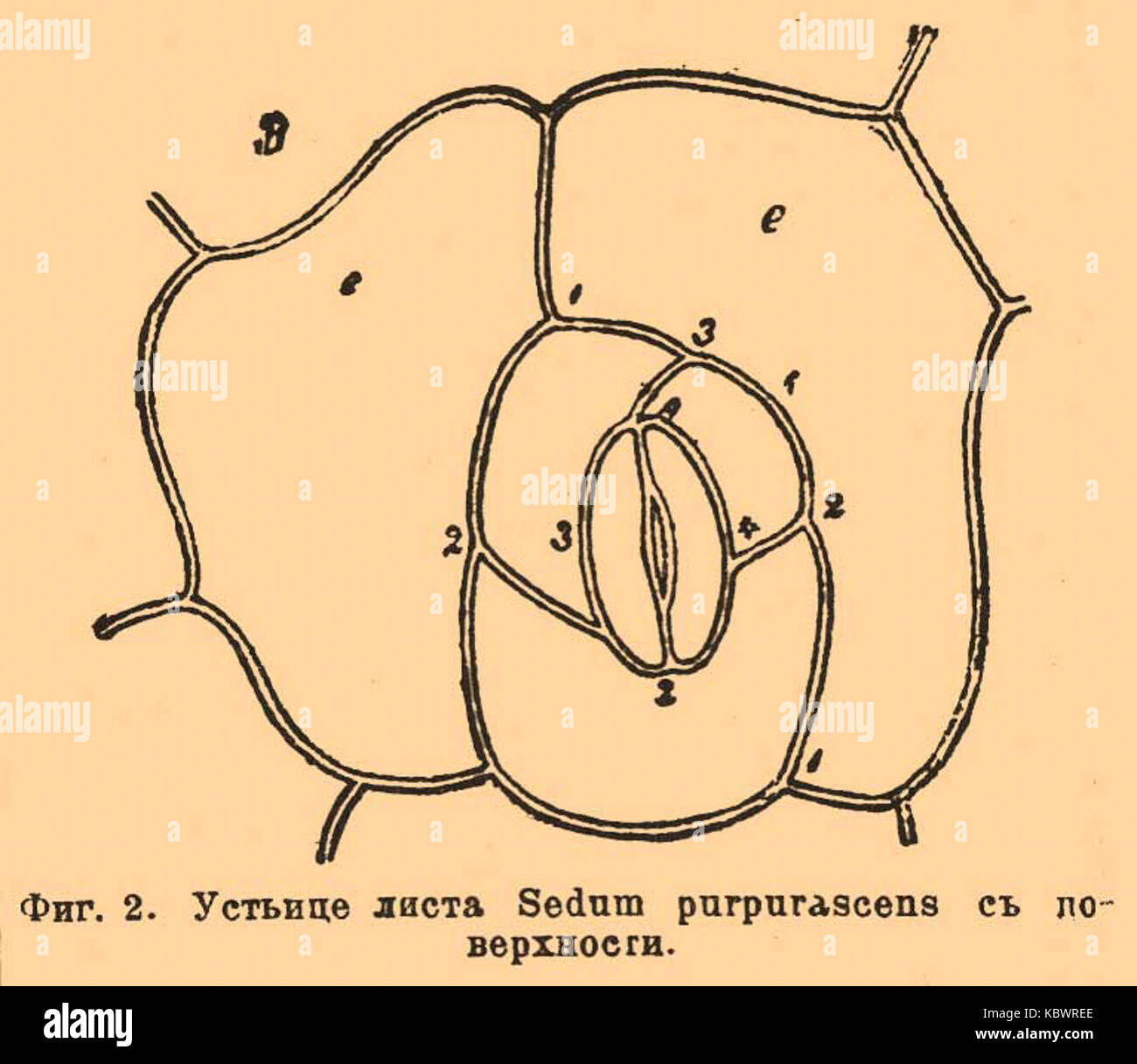 Строение устьица листа рисунок. Транспирация устьица. Какую роль выполняет устьица. Схема строения устьица. Строение устьица листа рисунок.