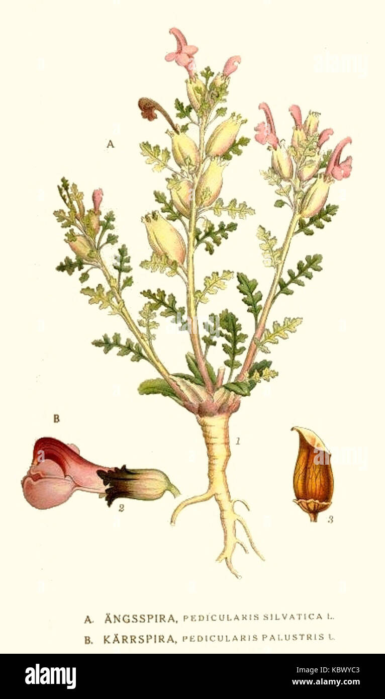 123 Pedicularis palustris, Pedicularis silvatica Stock Photo