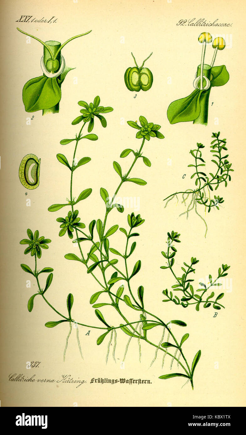 Illustration Callitriche palustris0 Stock Photo