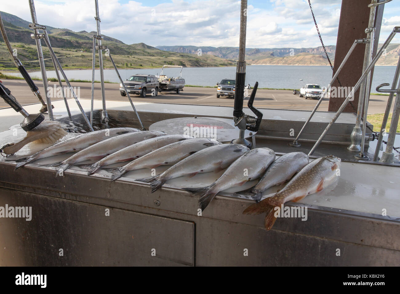 Fresh caught Kokanee Salmon and a lake trout (Mackinaw) on a cleaning table.  Caught at Blue Mesa Reservoir, Gunnison Colorado, USA. Stock Photo