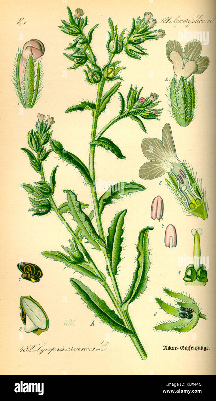 Illustration Lycopsis arvensis0 Stock Photo