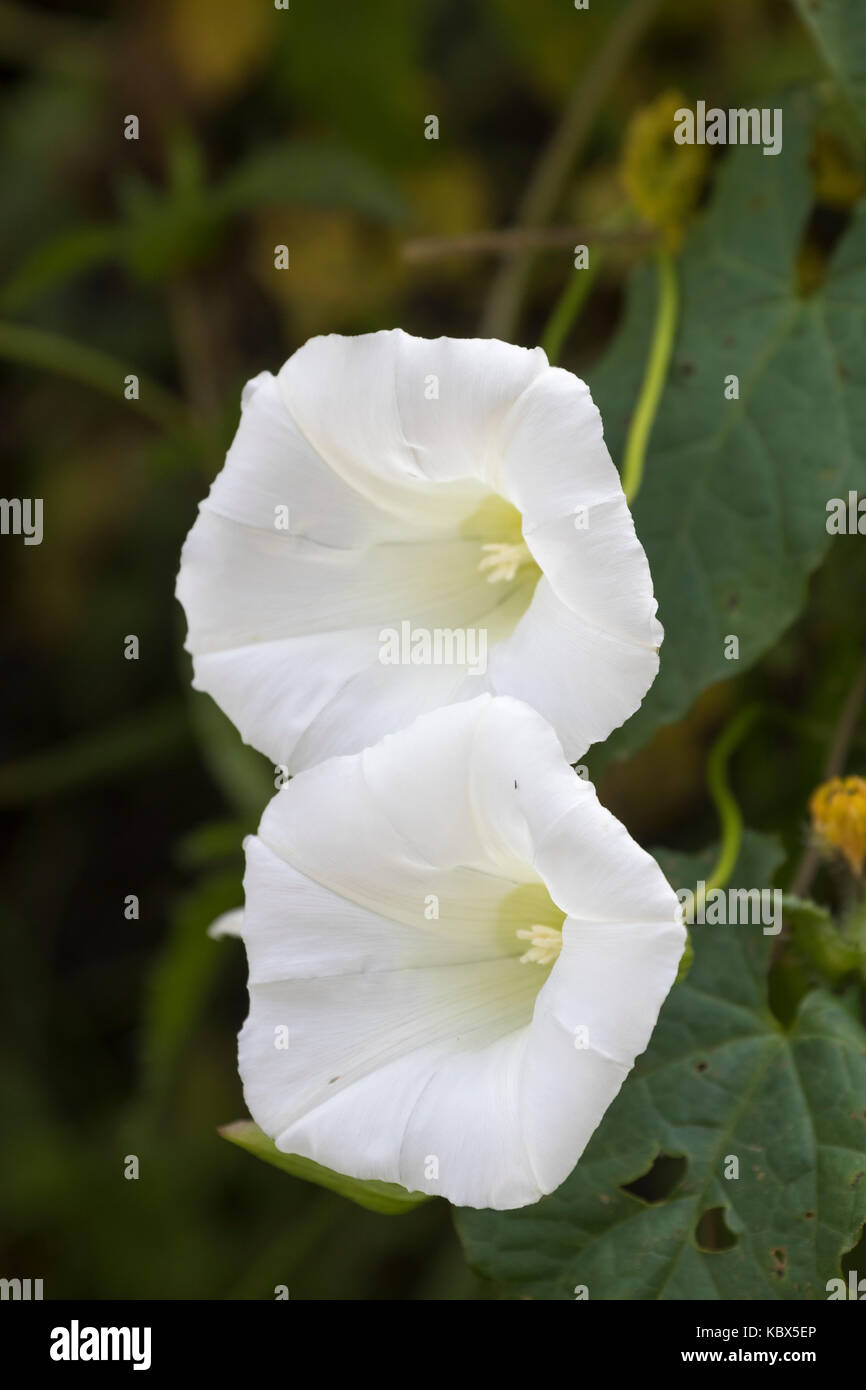 White trumpet flowers of the rampant, weedy, hady climbing bindweed, Calystegia sepium Stock Photo