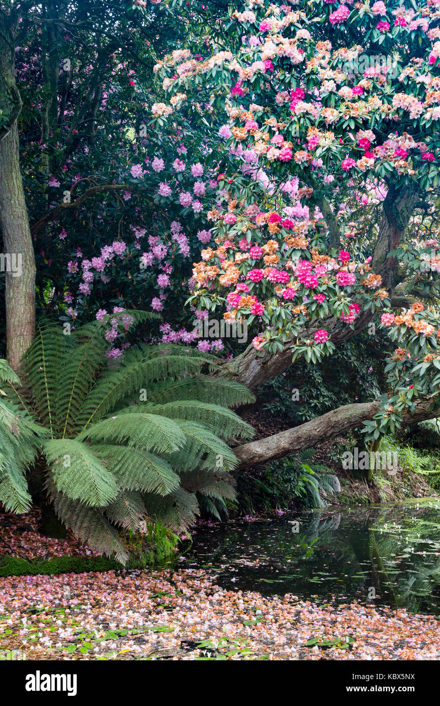 Flowering Rhododendron, Jungle, The Lost Gardens of Heligan, near St  Austell, Cornwall, England, United Kingdom Stock Photo - Alamy