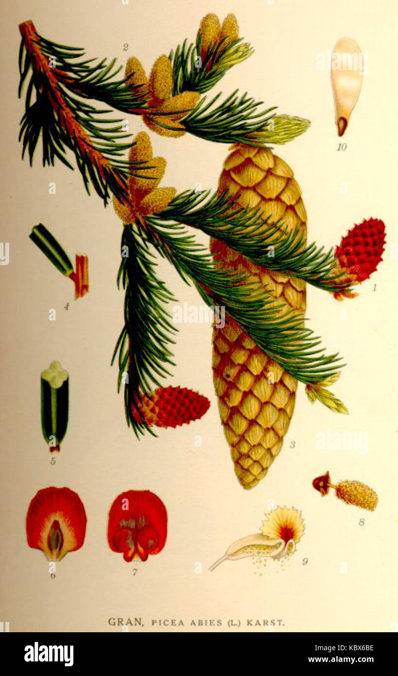 Picea abies nf Stock Photo