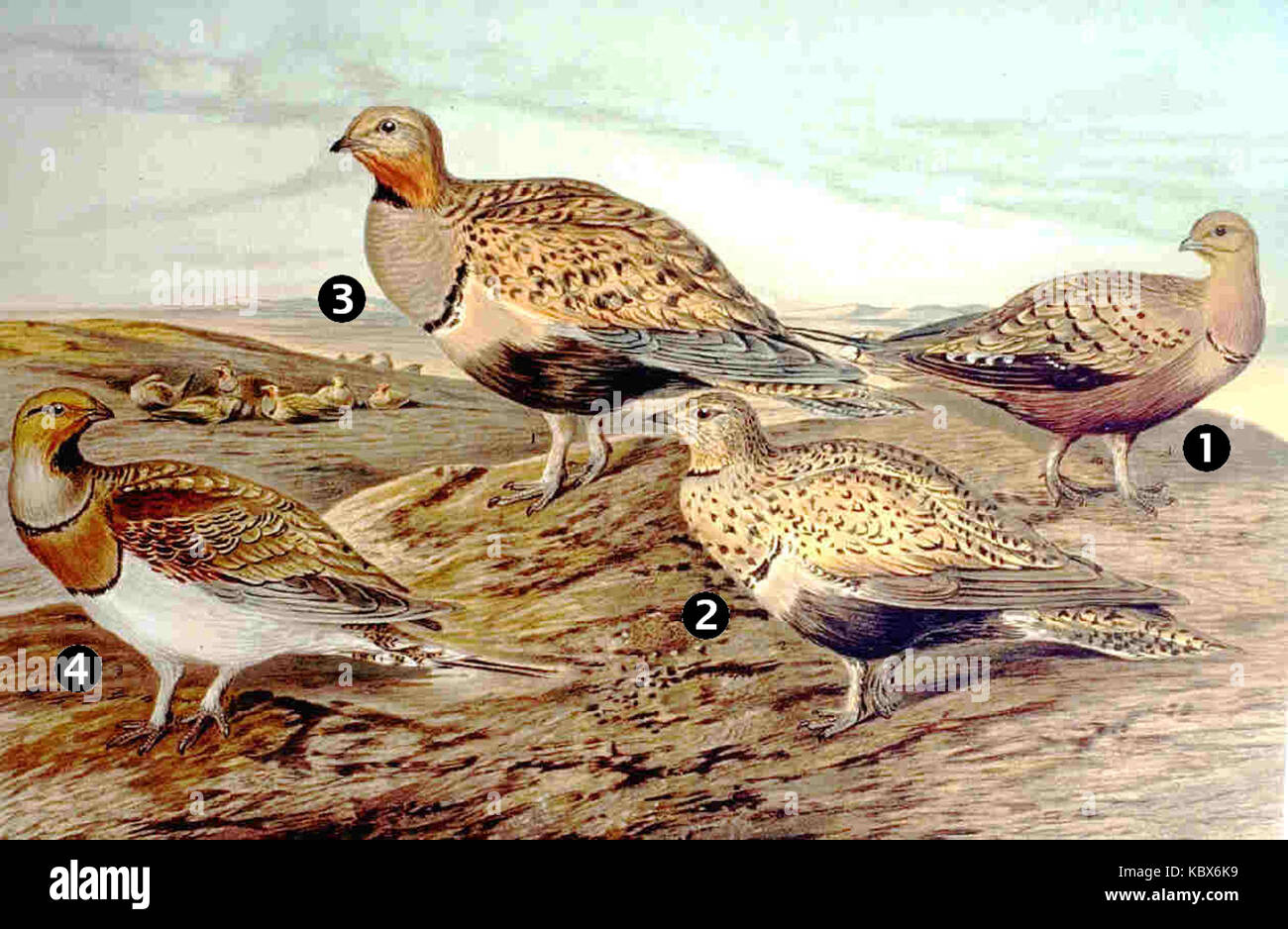 Pterocles sp marked Stock Photo Alamy