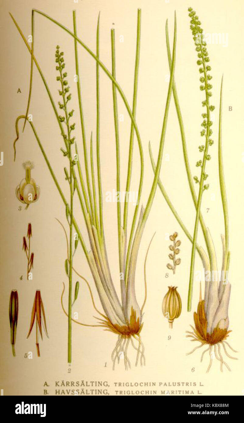 Triglochin palustris maritima nf Stock Photo