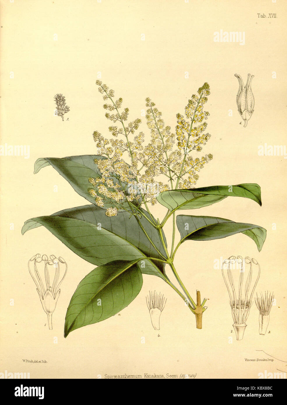 Characteristic Native A botanical image of Spiraeanthemum katakata, a species native to ...