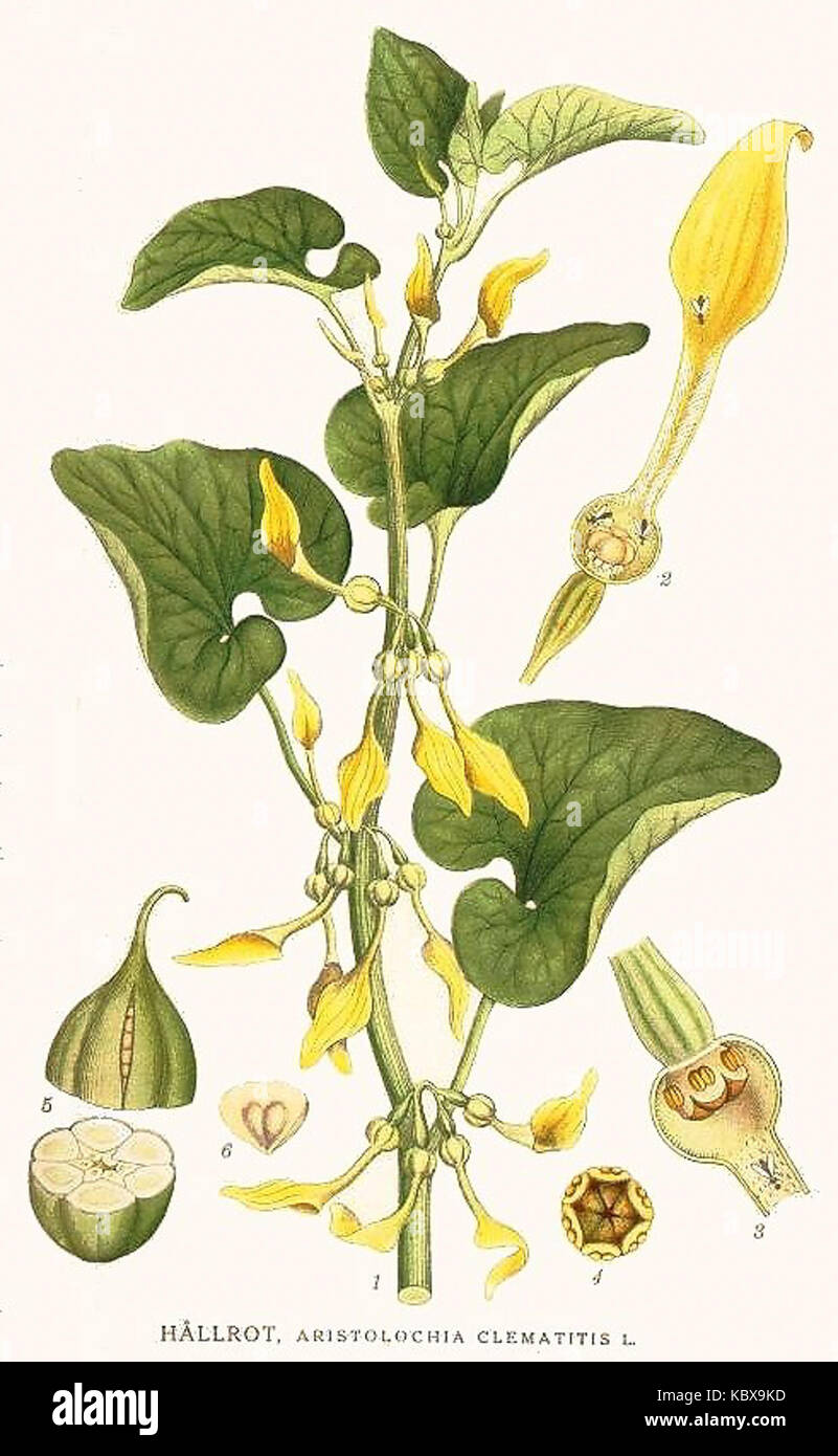 362 Aristolochia clematitis Stock Photo