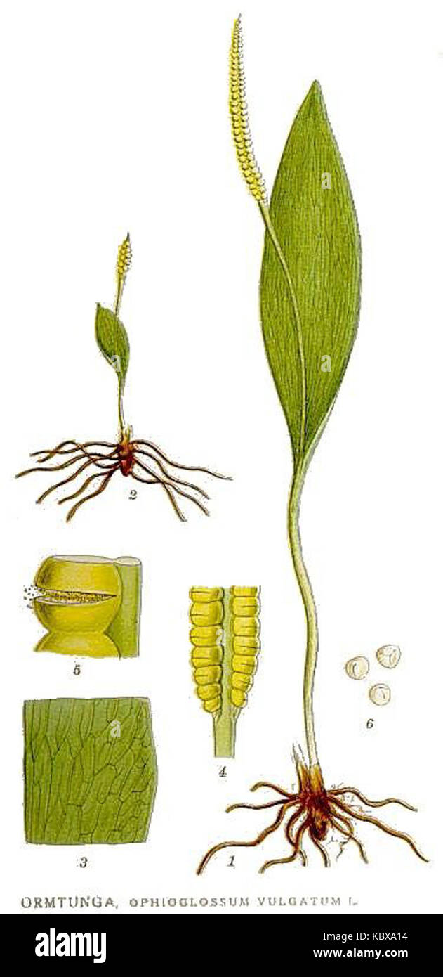 Ophioglossum Vulgatum ophioglossum-vulgatum