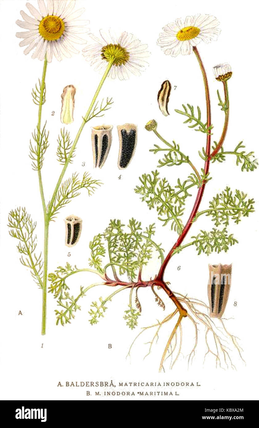535 Matricaria inodora Stock Photo - Alamy