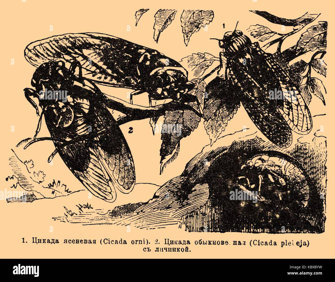 цикады смысл. имаго цикады. цикады смысл. цикады смысл. муха цикада.